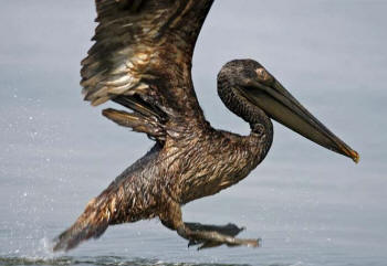 2010 Gulf Oil Spill